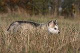 ALASKAN MALAMUTE 510